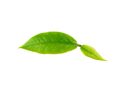 Green tea leaf on white backgroundの写真素材