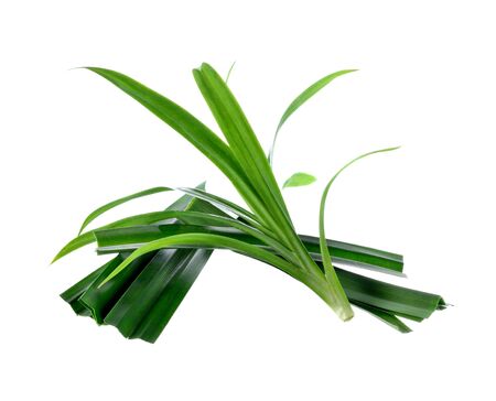 Fresh pandan leaves on white backgroundの写真素材