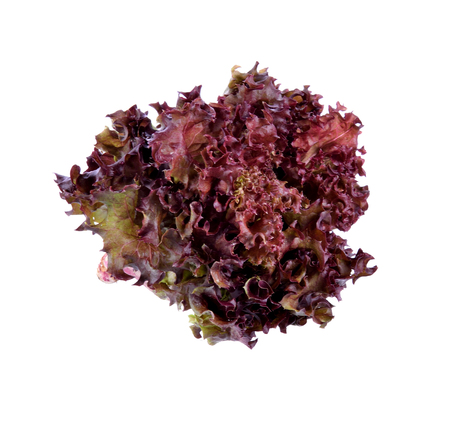 Purple lettuce on whute backgroundの写真素材