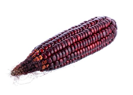 purple corn on white backgroundの写真素材