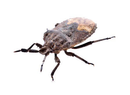 Bugs on white background