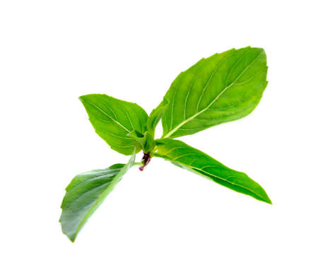 Sweet basil leaves Isolated on white backgroundの写真素材