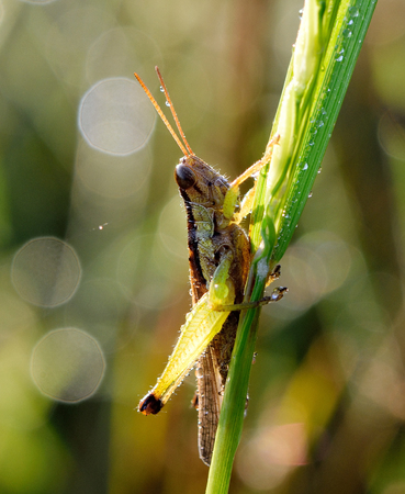 dragonfly on a stalk covered with dew in morningの写真素材