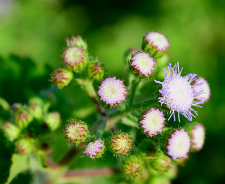 sensitive plant flowerの写真素材