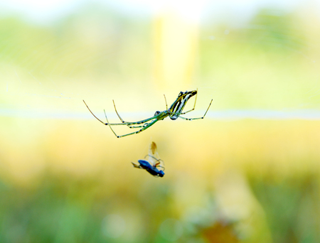 Spider on the web in moringの写真素材