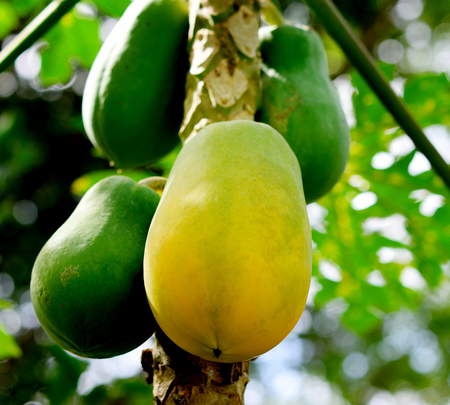 Yellow papaya in the garden