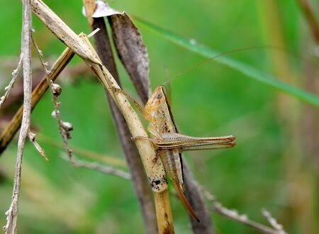 grasshopper on the grass leaf in moring lightの写真素材