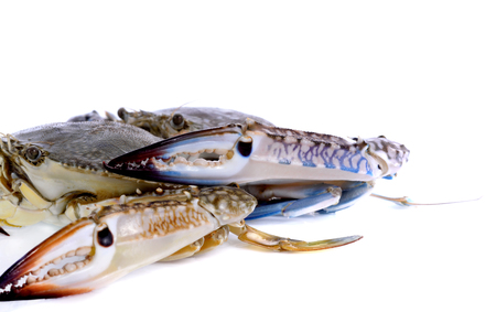 crab isolated on white backgroundの写真素材