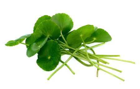 Fresh asiatic isolated on white backgroundの写真素材