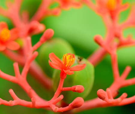Red  flower in the Garden