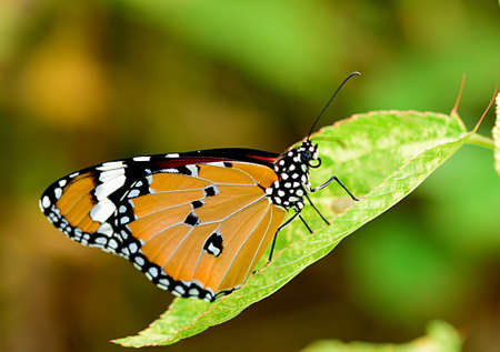 Butterfly on green leavess  in the garden