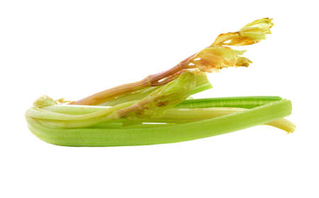 celery isolated  on white backgroundの写真素材
