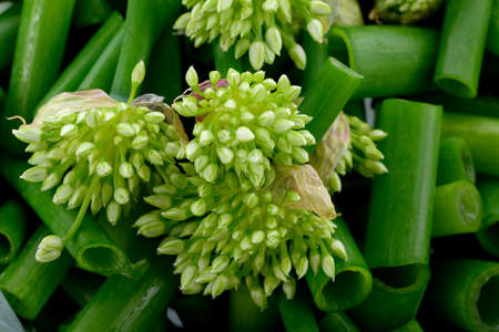 Close up onion flower  isolated in plate
