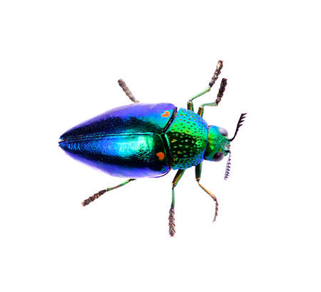 metallic wood-boring beetle isolated on white background