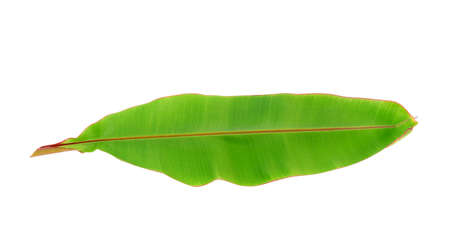 Banana Leaf isolated on white backgroundの写真素材