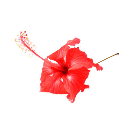 Red Hibiscus flower  isolated on white backgroundの写真素材