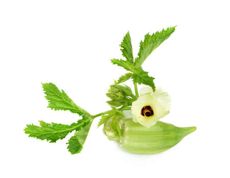fresh okra or green roselle and leaves  flower  isolated on white background