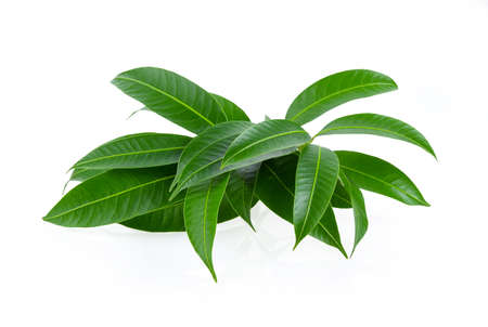 Tree leaves isolated on white background