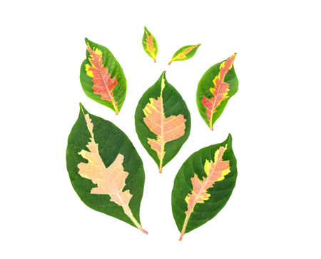 Tree leaves isolated on white background