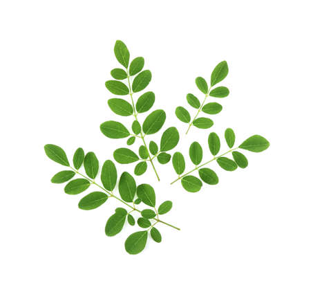 Moringa leaves have medicinal properties. top viewの写真素材