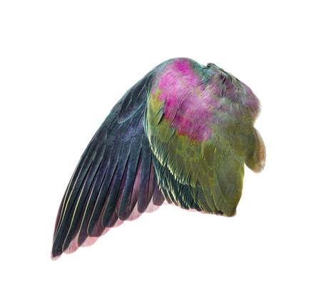 bird wings isolated on white background