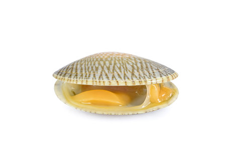 Shellfish  isolited  on white back  ground
