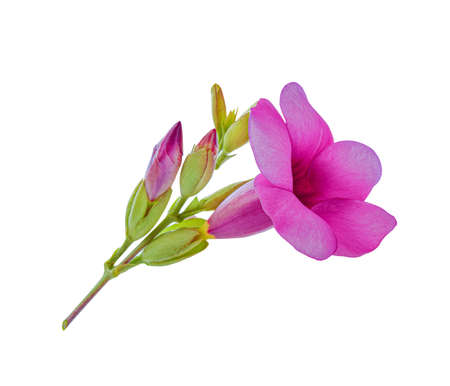 botany, beauty, flora, closeup, single, floral on  whiteの写真素材