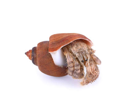 hermit crab isolated on white background