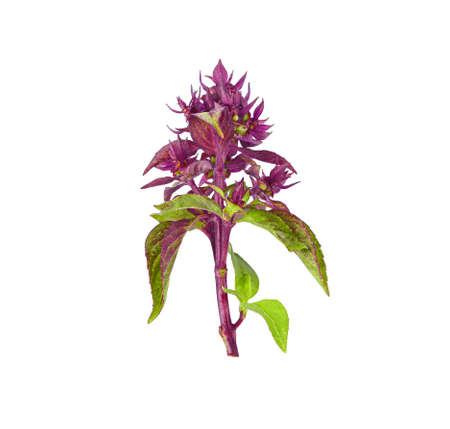 Sweet Basil on a white backgroundの写真素材