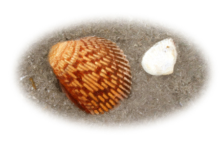 Two Shells Ovalの写真素材