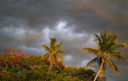 Stormy Palm Treesの写真素材