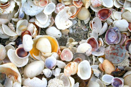 Shellsの写真素材