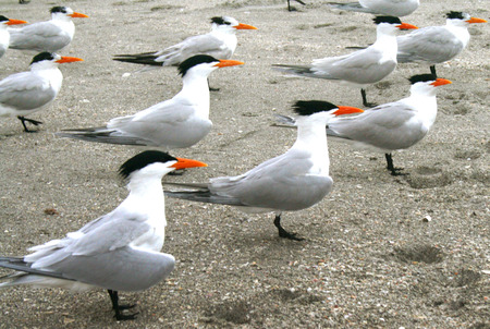 Birds on beachの写真素材
