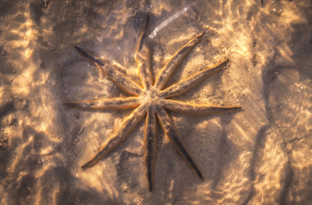 Sea Star Underwaterの写真素材
