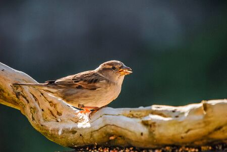 sparrowの写真素材