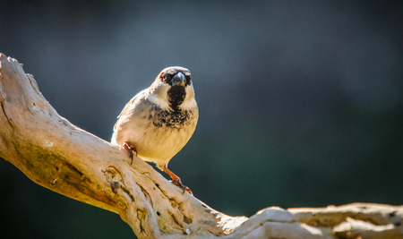 sparrowの写真素材