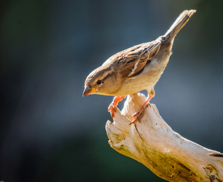sparrowの写真素材
