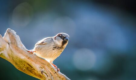 sparrowの写真素材