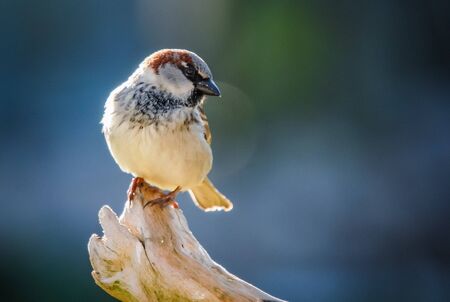 sparrowの写真素材