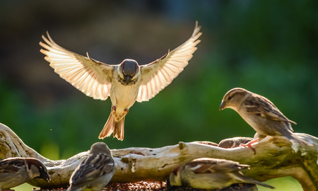sparrow landingの写真素材