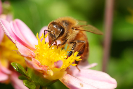 honey bee collecting nectar
