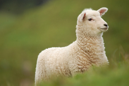 young lamb