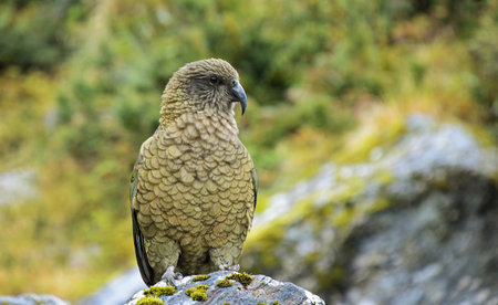 Kea, New Zealand's Native Alpine Parrotの写真素材