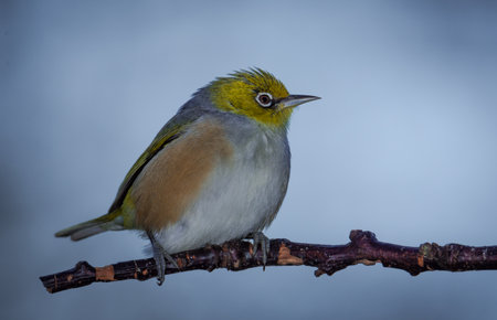 Silvereye or wax eye perched on branch isolated against out of focus backgroundの写真素材