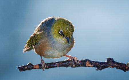 Silvereye or wax eye perched on branch isolated against out of focus backgroundの写真素材