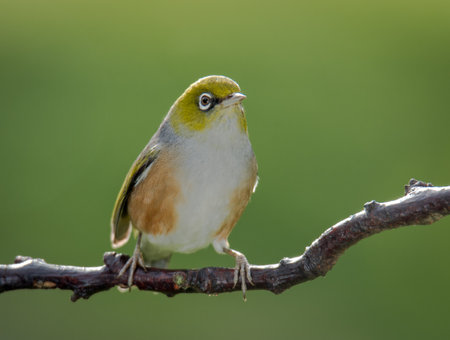 Silvereye or wax eye perched on branch isolated against out of focus backgroundの写真素材