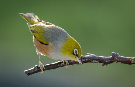 Silvereye or wax eye perched on branch isolated against out of focus backgroundの写真素材