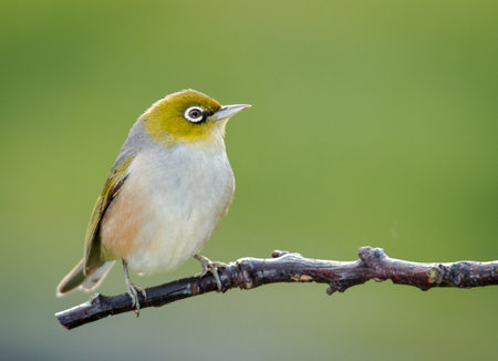Silvereye or wax eye perched on branch isolated against out of focus backgroundの写真素材