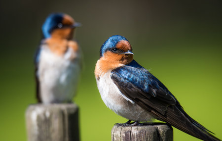swallows isolated against out of focus backgroundの写真素材