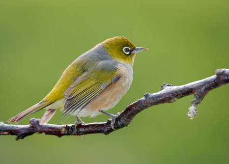 Silvereye or wax eye perched on branch isolated against out of focus backgroundの写真素材